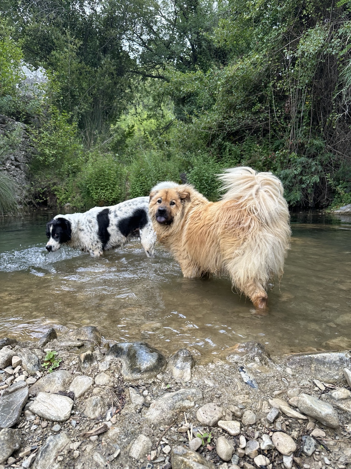 Promenades variées pour les chiens